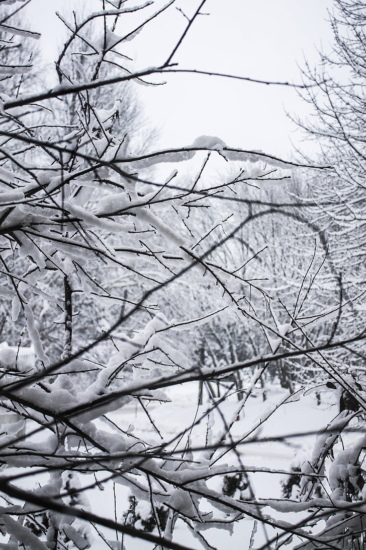 сняг, дърво, студено, лед, снеговалеж, замразени, бяло
