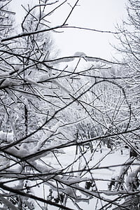 neve, albero, freddo, ghiaccio, nevicata, congelati, bianco