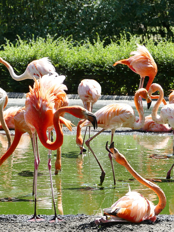 flamingas, flamingai, rožinė, paukštis, zoologijos sodas, Didysis flamingas, Bill