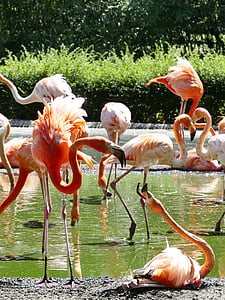 flamingo, flamingos, pink, bird, zoo, pink flamingo, bill