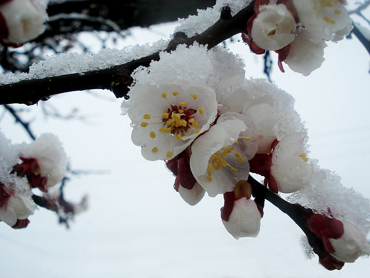 lente, winter, bloeiende boom, bloemen, sneeuw, koude