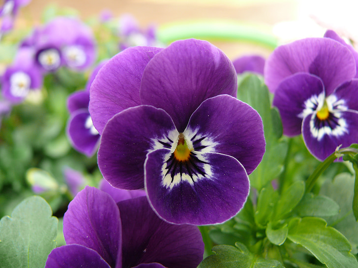 Pansy, macro photographie, plante, nature, Purple, fleur, gros plan