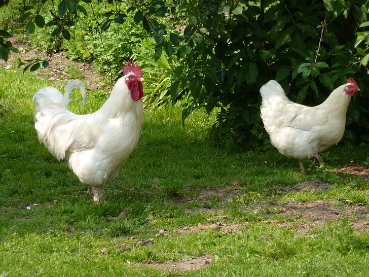rooster, hen, chicken, fowl, farm, bird, white