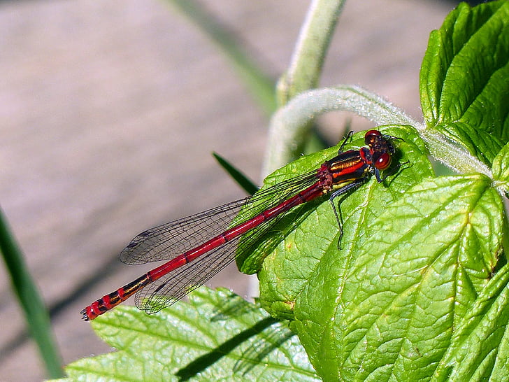 inizio adonis libellula, libellula, fanciulla di Adonis, pyrrhosoma nymphula, maschi, insetto di volo, natura