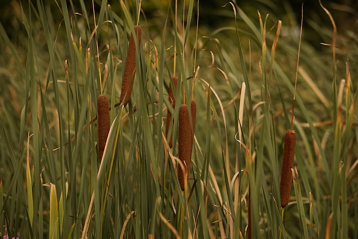 reed, grass, green, grasses, marsh lance, nature, plant