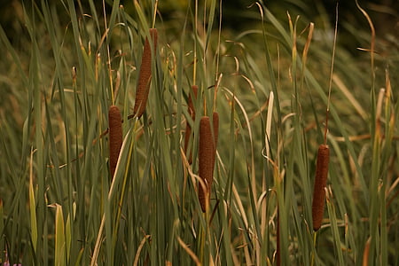 Reed, erba, verde, erbe, lance di palude, natura, pianta