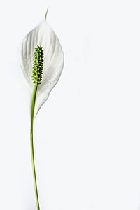 peace lily, flower, plant, lily, bloom, botany, isolated