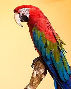 Papoušek, papouška, peří, portrét, pták, zobák, Tropical