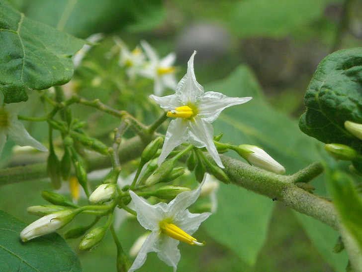 flowers, eggplant, white, yellow, leaf, green, nature