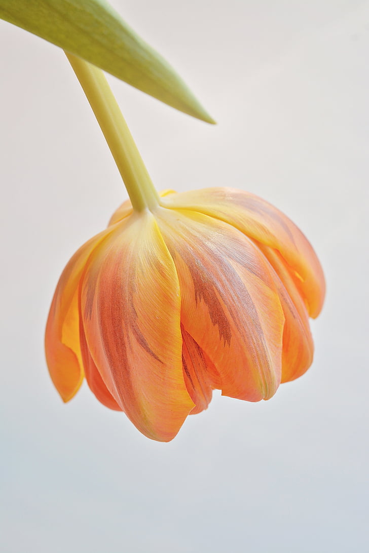 tulipano, fiore, Blossom, Bloom, arancio, fiore di primavera, fiore arancione della sorgente