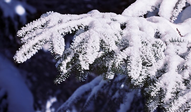 větev, jehličnatý větev, jehličnatý, zasněžené, sníh, Zimní, Příroda