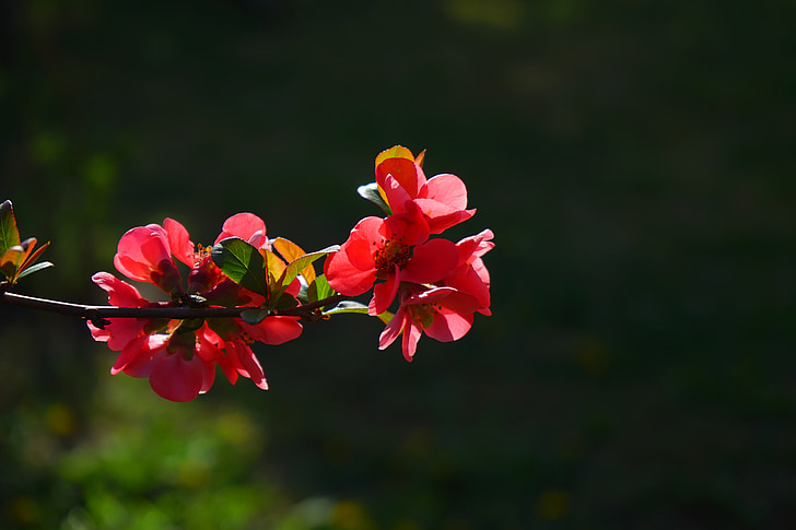 marmelo ornamental japonesa, flores, vermelho, laranja vermelha, Bush, filial, Chaenomeles japonica