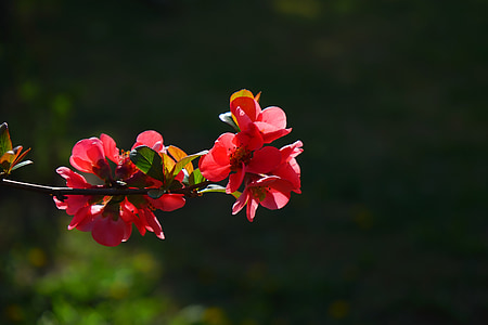 Japanse sier-kwee, bloemen, rood, rood oranje, Bush, tak, Chaenomeles japonica