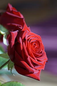 stieg, rot, rote rose, Blume, Blüte, Bloom, Rosenblüte