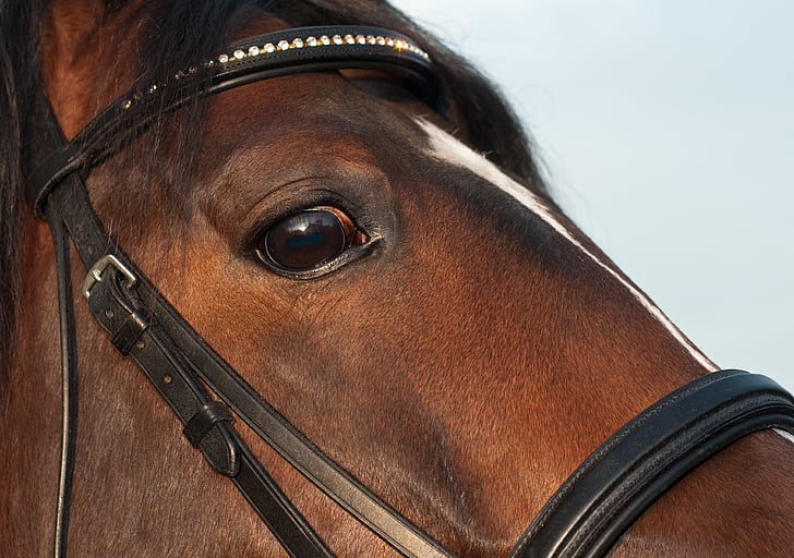 cavalo, olho, close-up, animal, Olha, close-up, marrom