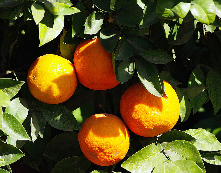 apelsinid, Marrakech, puu, Citrus, toidu, vitamiinid, oranž