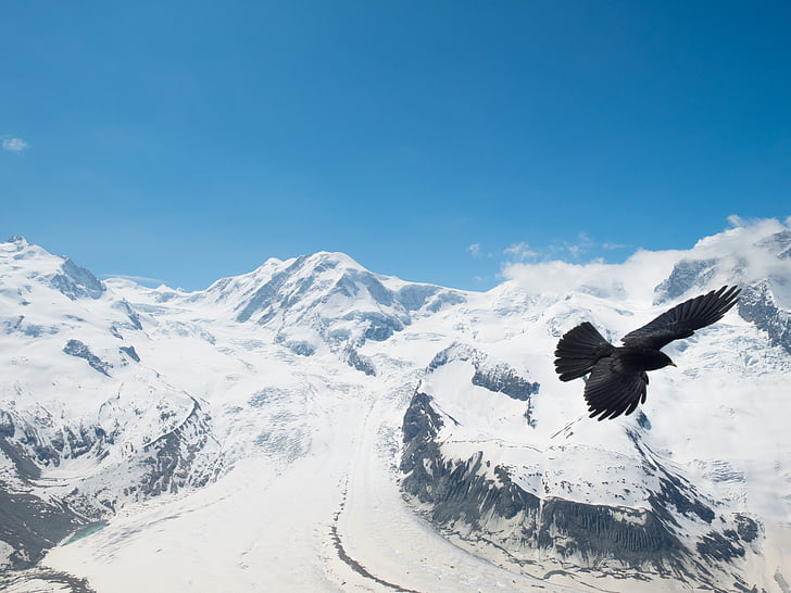 alpkråkan, Kajan, Bergdohle, fågel, Schweiz, Valais, bergen