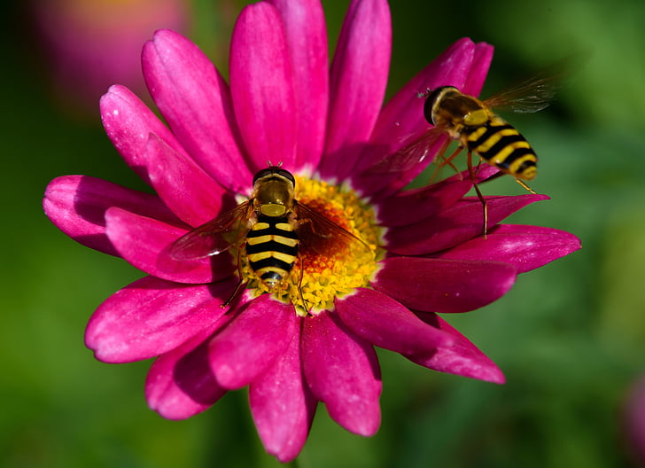 flue, wasp fly, flower, pink