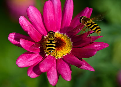 savukaasujen, ampiainen lentää, kukka, vaaleanpunainen