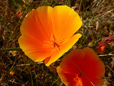 gėlė, oranžinė, Wildflower, oranžinės gėlės, Kalifornijos aguona, Gamta, žiedų