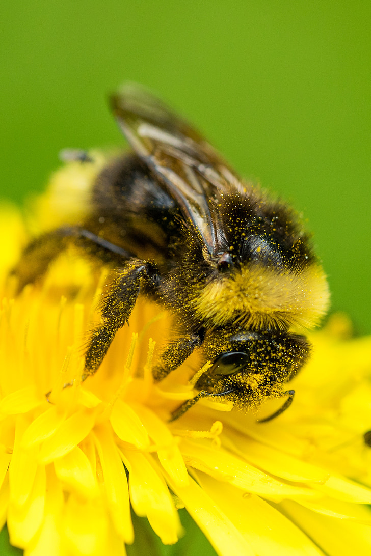 Bee, pollinering, Blossom, blomst, makro, Løvetann