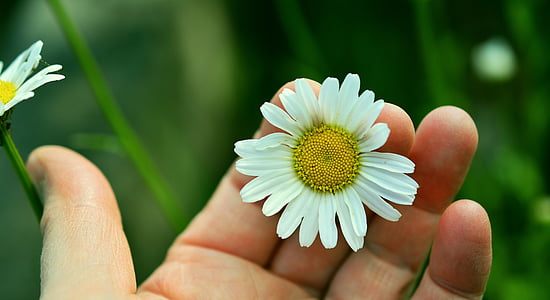 Marguerite, marguerite trắng, bàn tay, Blossom, nở hoa, đồng cỏ margerite, đóng