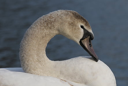 swan, beak, pond, bird, animal, bath, nature