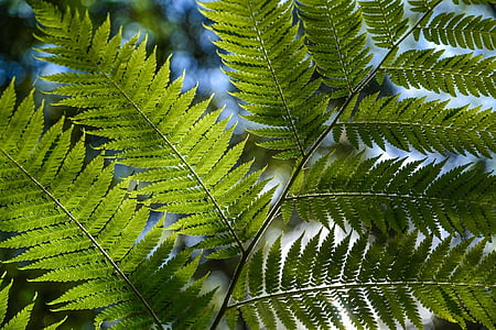 fern, fern leaves, foliage, green, leaves, natural, outdoor
