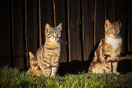 koty, Roof top cat, zwierzętom, uroczy, Kot, normalny kot, kotek
