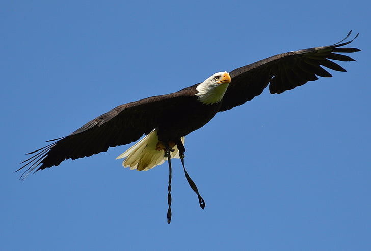 Bald eagles, Karlsruhe poing, terbang, bulu, bulu, Adler, burung raptor