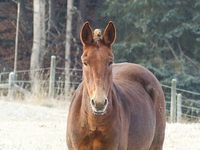 Quarter horse, dzīvnieku, zīdītāju, lauksaimniecības dzīvnieks, ziemas sākumā, Agrā salna, daba