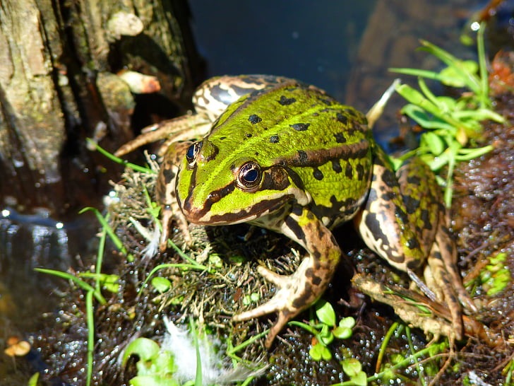 Frog pond, groda, amfibie, grön, vatten, varelse