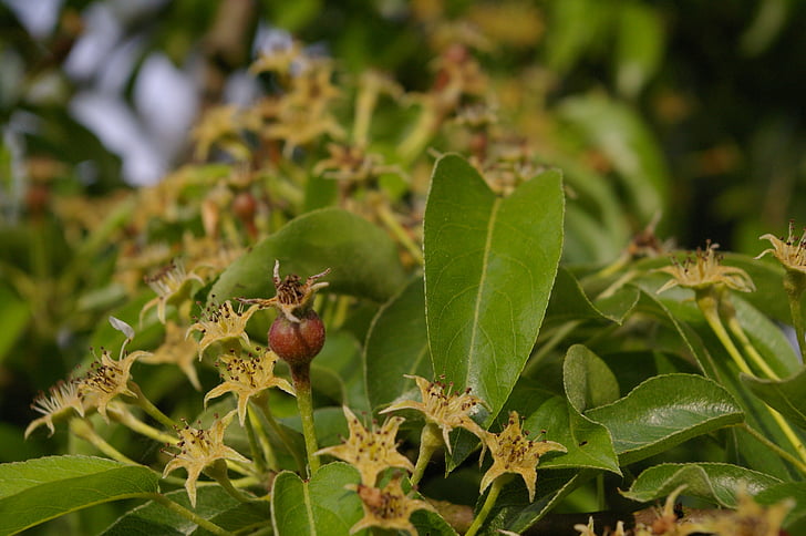 Birnbaum, Fruchtansatz, Birne, Blätter, Natur, Blatt, Grün