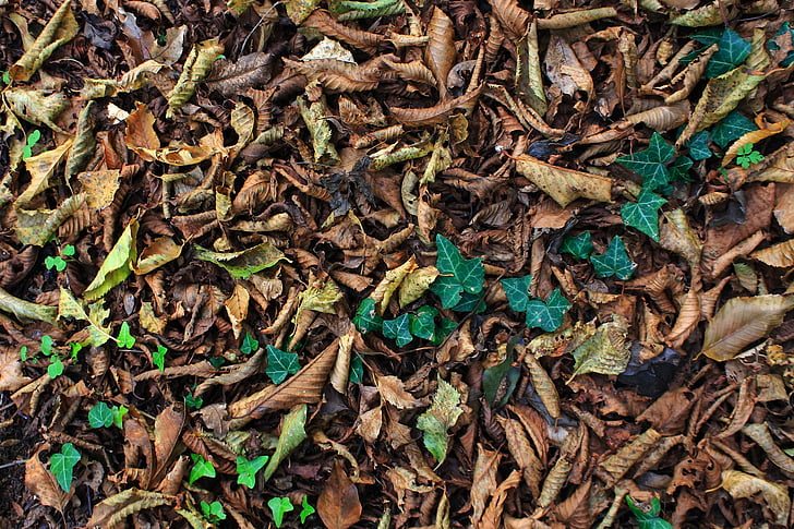musim gugur, karpet, daun, daun, alam, latar belakang