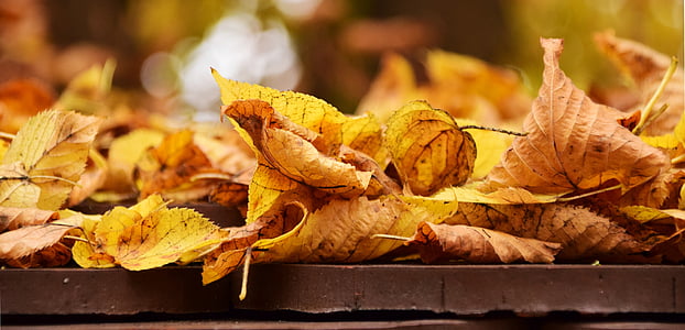foglie, autunno, foglie in autunno, autunno dorato, fogliame di caduta, natura, d'oro