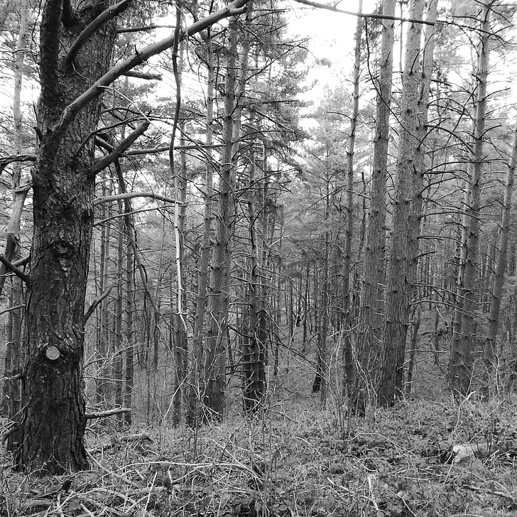 floresta, floresta de inverno, árvores, Kahl, Trist, preto e branco, natureza
