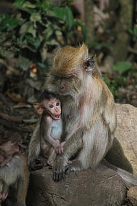 maimuta, copil maimuţă, in stare de soc