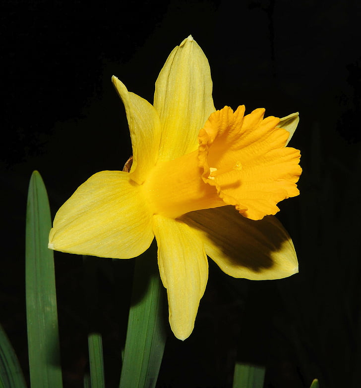 blomst, Blossom, blomst, Narcissus, våren, anlegget, natur