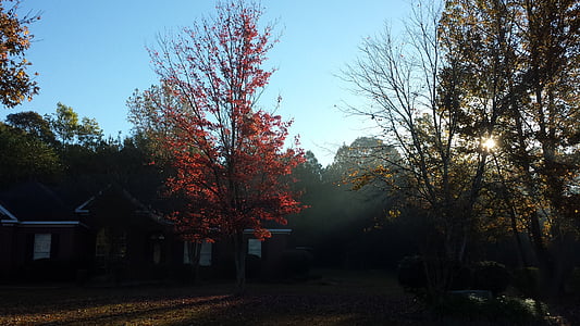 rudenį, medžiai, ryte, rudenį, miško, spalva