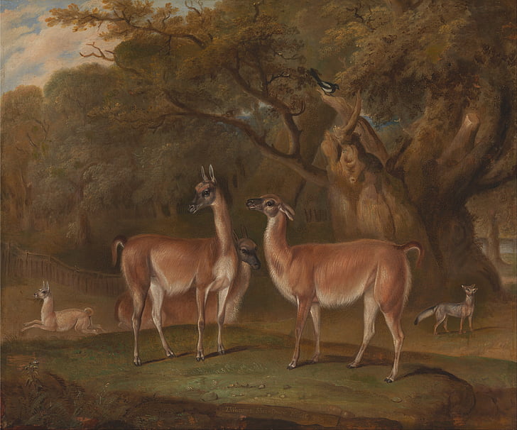 Thomas weaver, umění, malba, olej na plátně, krajina, volně žijící zvířata, lamy