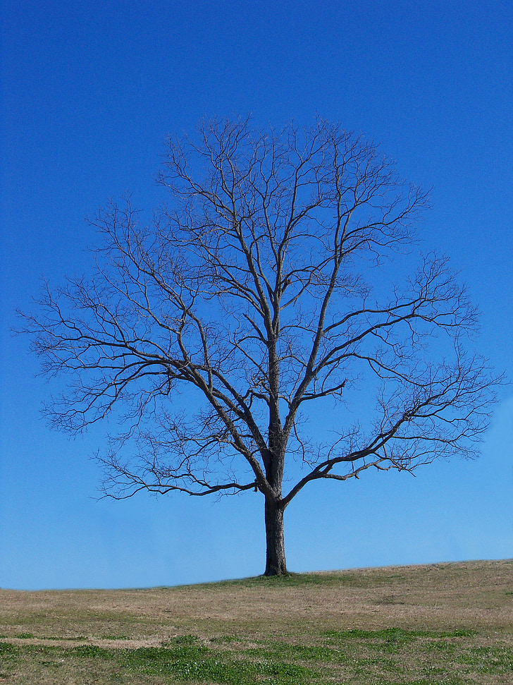 tree, blue, sky, nature, landscape, outdoor, branches