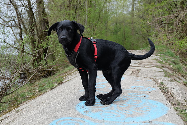 pes, Labrador, črna, pogled, psiček, mladi pes, ponos