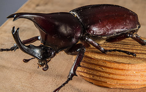 trooppisista kovakuoriaisista, Rhinoceros beetle, riesenkaefer