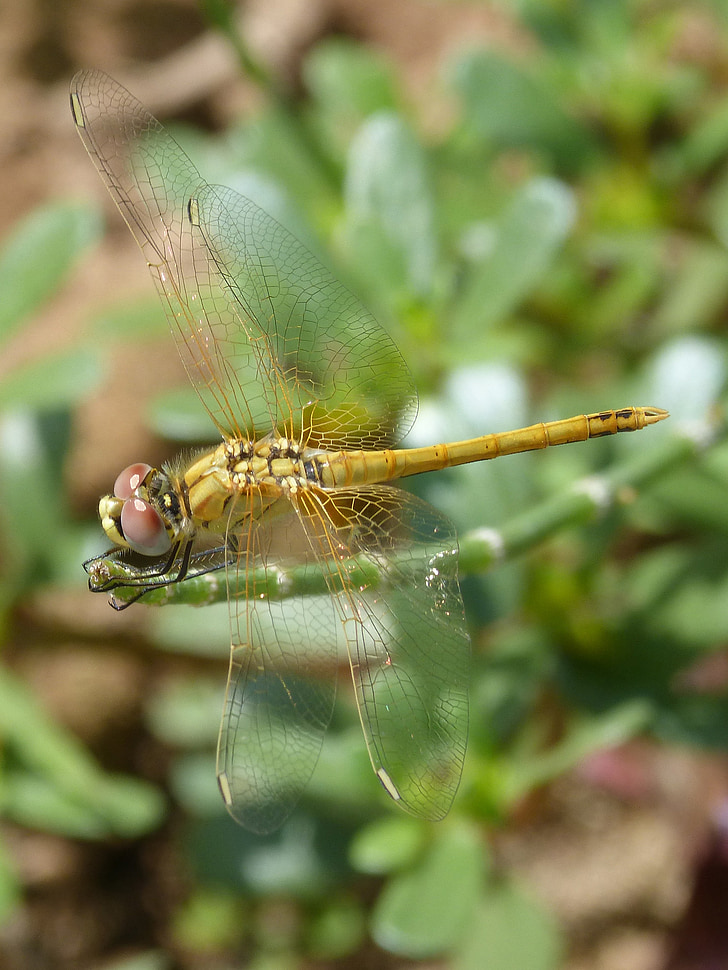 Dragonfly, Žlutá vážka, Cordulegaster boltonii, větev, kmen