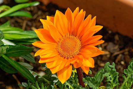 flower, gazania, petals, orange