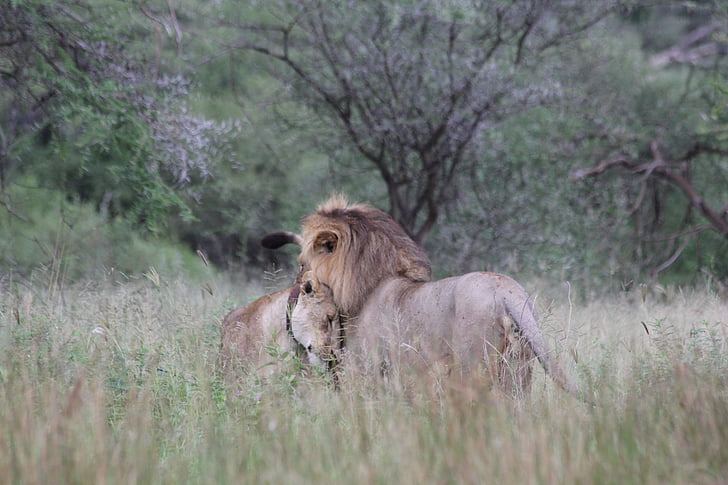 λιοντάρι, λέαινα, ζευγάρι, ζευγάρι, Αφρική, Τανζανία, Tarangire