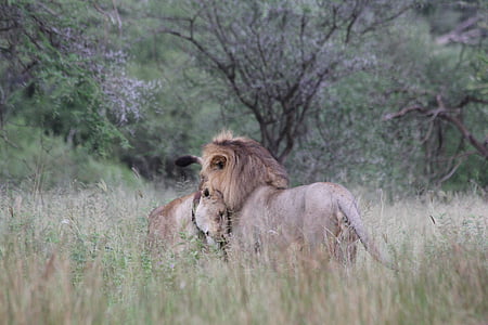 Лъв, лъвица, двойка, двойка, Африка, Танзания, Тарангире