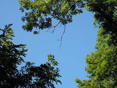 sky, blue, sunbeam, tree, trees, leaves