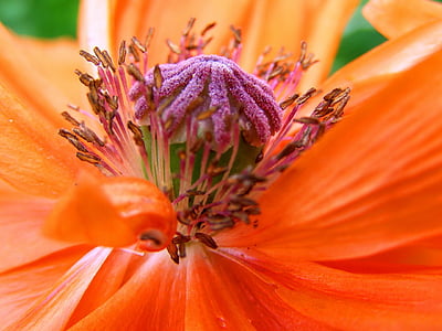 Bloom, Blossom, közeli kép:, Flóra, virág, makró, természet