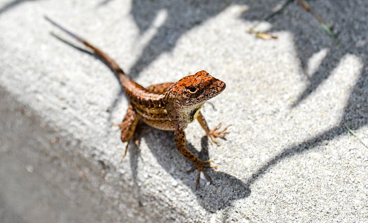 close-up, concrete, depth of field, lizard, outdoors, reptile, shadow